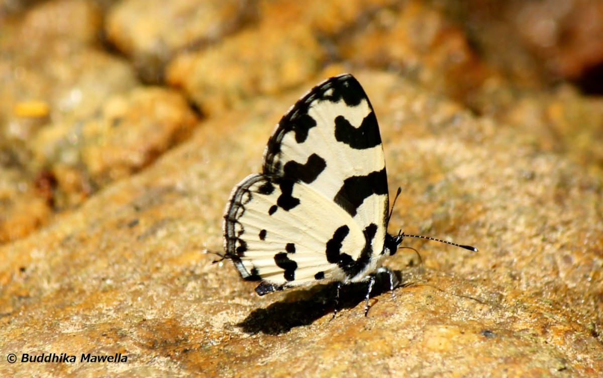 Lycaenidae